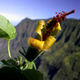 Hibiscadelphus woodii
